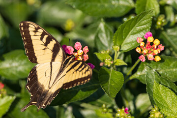 Eastern Tiger Swallowtail on Lantana wildflowers
