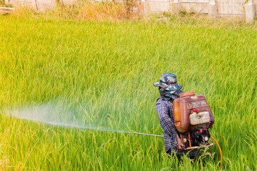 Rice farmer..The rice fields are beginning to start..Inject insecticides in rice fields.