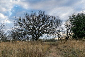 Huge tree by a walking path in the country with wide open sky