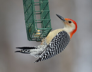 Male Red-bellied Woodpecker on bird feeder