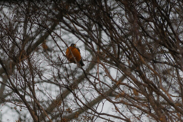 red robin on tree in winter