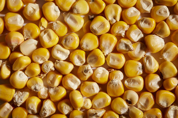 Kernels of dried dent corn