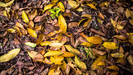 autumn leaves background