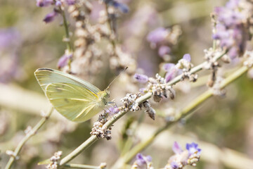 Bee collecting pollen on purple flowers, closeup
