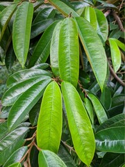 durian leaf (Durio zibethinus) in tropical nature borneo