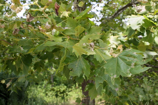 Macro of sycamore tree leaves