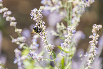 Fototapeta na wymiar Bee collecting pollen on white flowers, closeup 