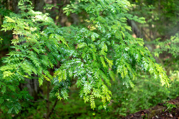 森の植物。高原の植物。