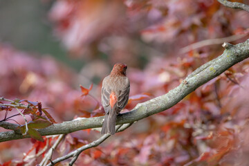 Male House Finch in Japanese Red Maple Tree