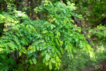 うっそうと生い茂る緑