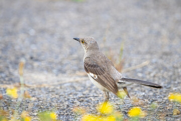 Northern Mockingbird on the Ground