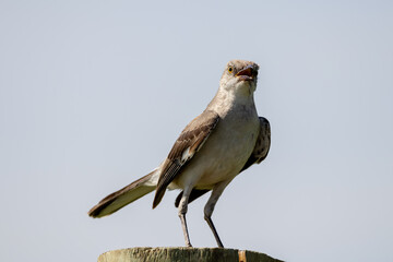 Northern Mockingbird Sitting on Fence Post