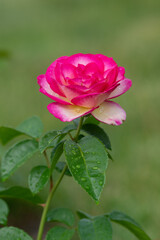 Fototapeta premium Roses in a Flower Garden