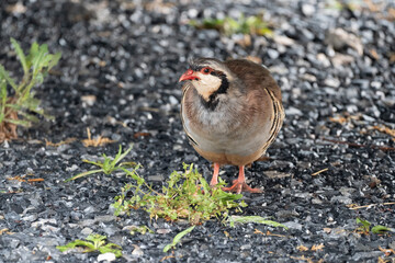 Wild Chukar in the Outdoors
