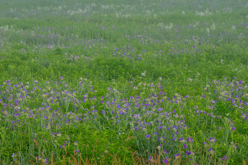 Wildflowers in a Field