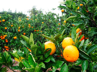 みかん畑のみかん。みかん農場。