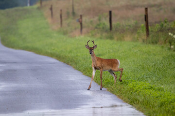 Yearling Buck on Country Road