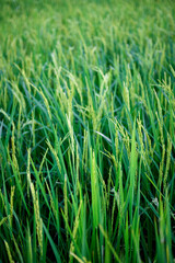 Beautiful Paddy rice in the field with sunset.
