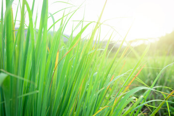 Lemongrass grown in the vegetable garden, herbs have medicinal properties.