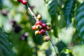 Robusta coffee farm in the Northeast  mountain of Thailand