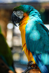 Blue and Gold Macaw 