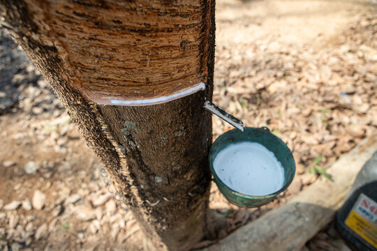 Natural rubber latex trapped from rubber tree in Thailand.