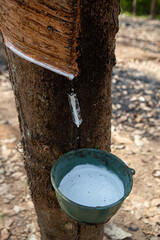 Natural rubber latex trapped from rubber tree in Thailand.