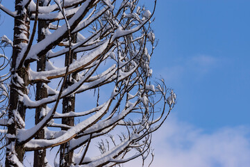 木の枝にに積もった雪