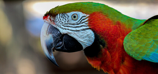 Red Macaw 