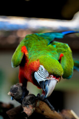 Macaw bird 