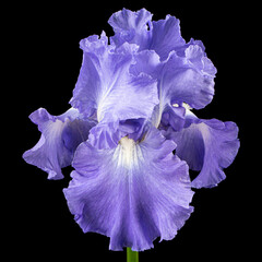 Violet flower of iris, isolated on black background