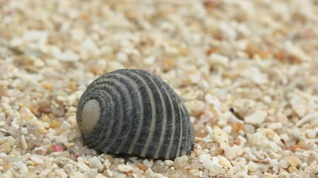 Close-up of a small hermit crab hiding in a shell on a rocky shore. Crab hermit crawls in the tide zone on the sandy shore in macro.