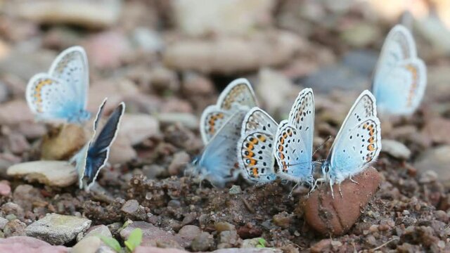 Bluebird Butterflies on a stony surface in a natural environment. Beautiful butterflies with blue spotted wings crawling along the rocks on the shore.