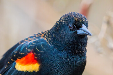 Detailed Portrait of Peeved Looking Male Red-Winged Blackbird