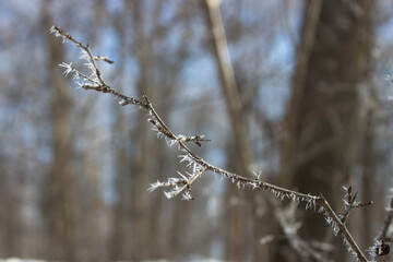 Frost Covered Branches