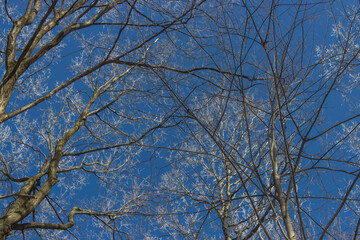 branches against sky