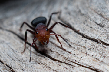 Red ant running on wood (Formica rufa) black background