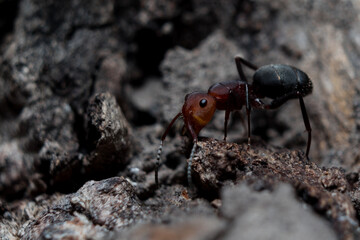 Red ant running on wood (Formica rufa) black background