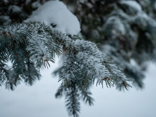 Pine Tree During a Snowstorm