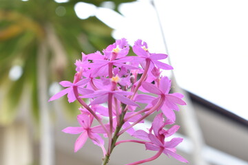 pink and white flowers
