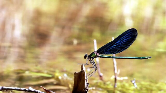 A dragonfly with blue wings glistening in the sun is sitting on a branch. Dragonfly flaps its azure wings against the backdrop of a pond. Dragonfly beauty blue-winged.