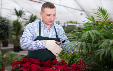Adult male is pruning blooming flowers on his work place in greenhouse.