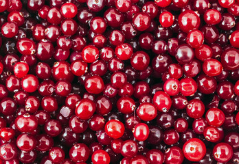 berries cranberry background