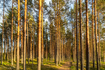 Pine green trees forest nature landscape