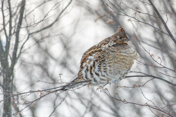 Perched roughed grouse winter setting