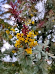 yellow flower cold white red blur minimalist