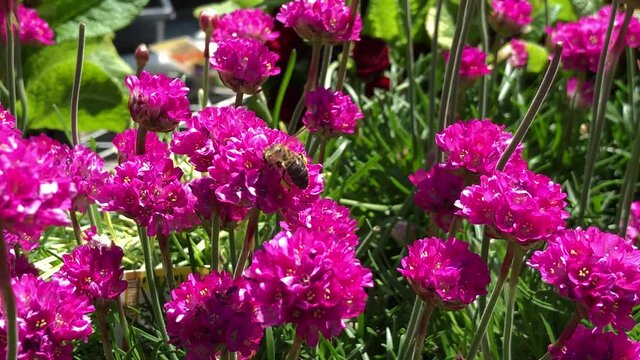 A bee sips nectar from bright pink Gomphrena Globosa flowers, also known as Bachelor's Button.