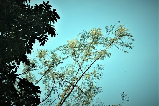 branches of drum stick flowers at bagula at morning