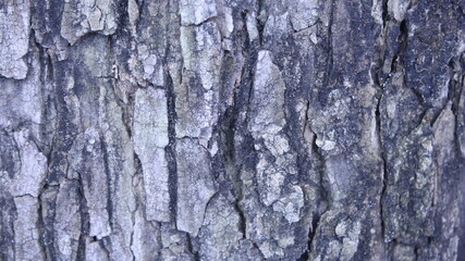 texture of the tree trunk