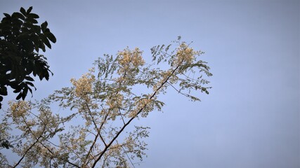 branches of white flowers against sky